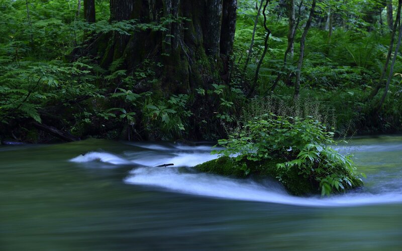 Stream in Forest — Green, Serene, Photograph, Trees, Plants