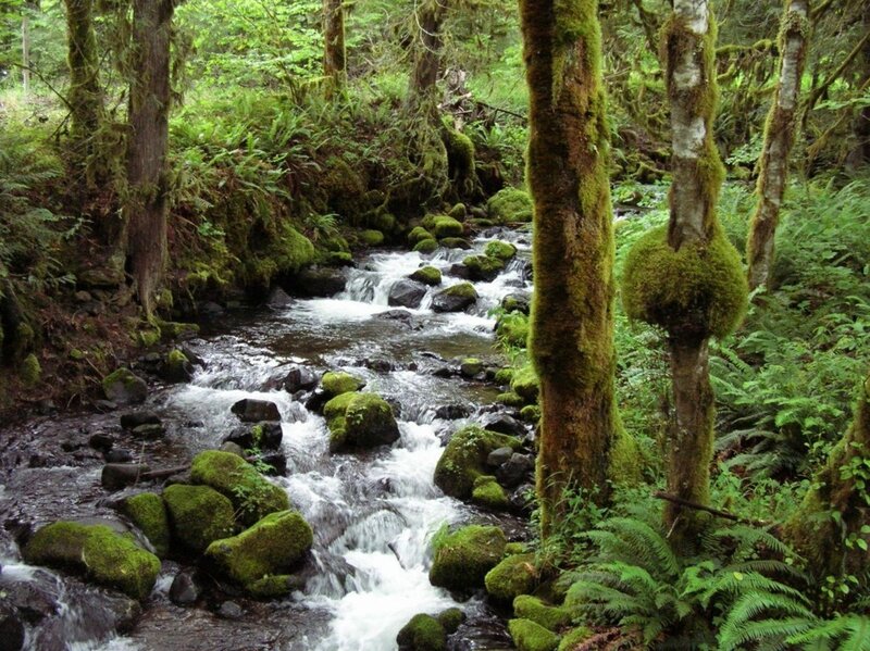 Stream in Forest — Green, Serene, Photograph, Trees, Rocks, Moss, Brown, White