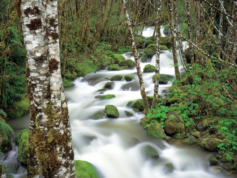 Stream in Forest — Green, Serene, Photograph, Trees, Rocks, Moss