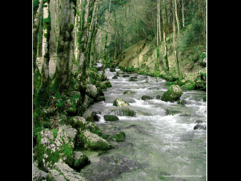 Stream in Forest — Green, Serene, Photograph, Trees, Rocks, Moss, White, Gray