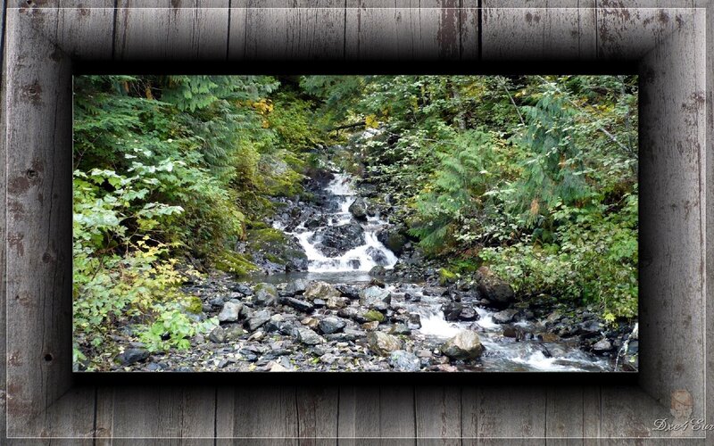 Stream in Forest — Green, Serene, Photograph, Trees, Rocks, Water, Gray