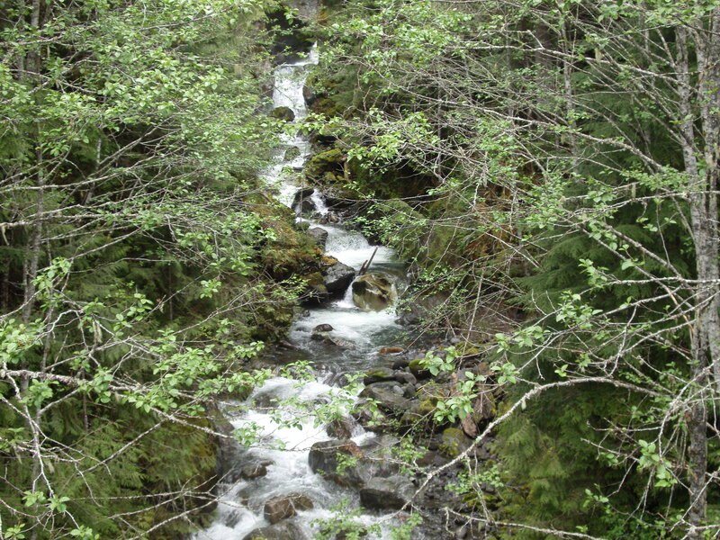 Stream in Forest — Green, Serene, Photograph, Trees, Rocks, Water