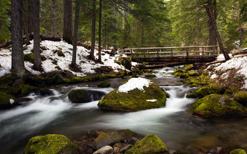 Stream in Forest — Green, Serene, Spring, Photograph, Bridge
