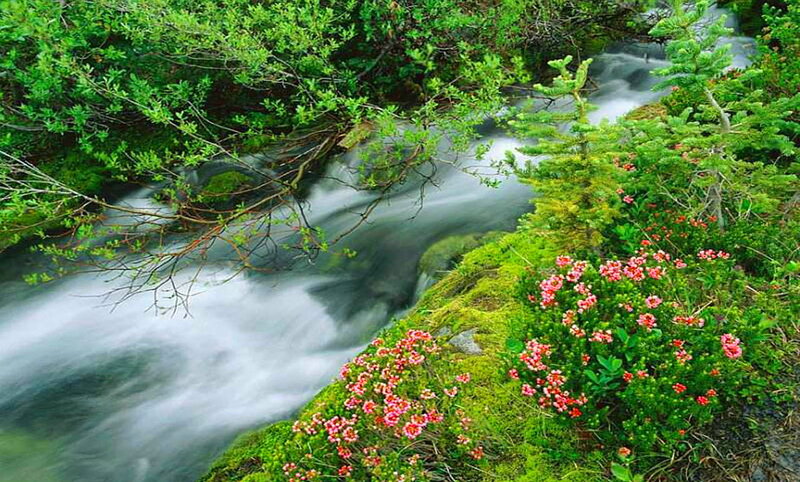 Stream in Forest — Green, Serene, Spring, Photograph, Flowers, Moss