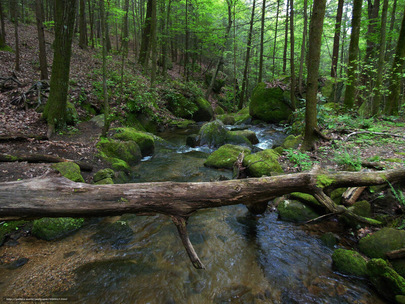Stream in Forest — Green, Serene, Spring, Photograph, Moss-covered Rocks