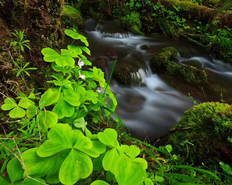 Stream in Forest — Green, Serene, Spring, Photograph, Moss