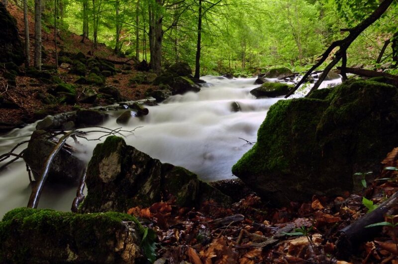 Stream in Forest — Green, Serene, Spring, Photograph, Rocks, Moss