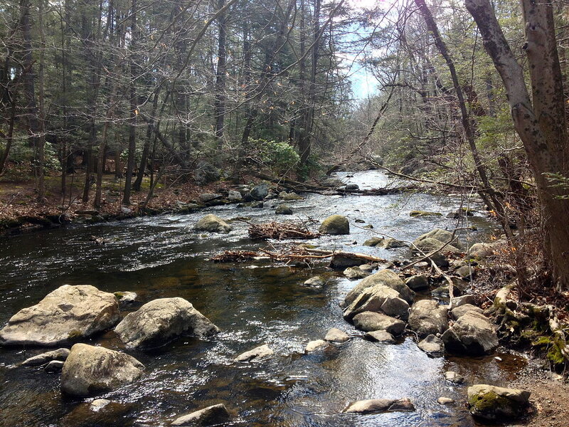 Stream in Forest — Green, Serene, Spring, Photograph, Rocks, Trees, Fallen Branches
