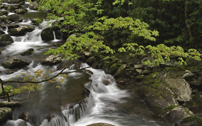 Stream in Forest — Green, Serene, Spring, Photograph, Rocks, Trees, Moss, Brown