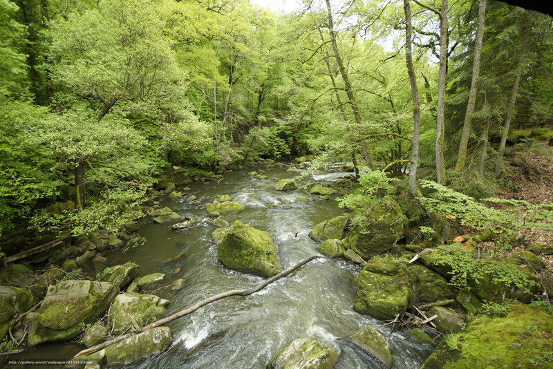 Stream in Forest — Green, Serene, Spring, Photograph, Rocks, Trees, Moss