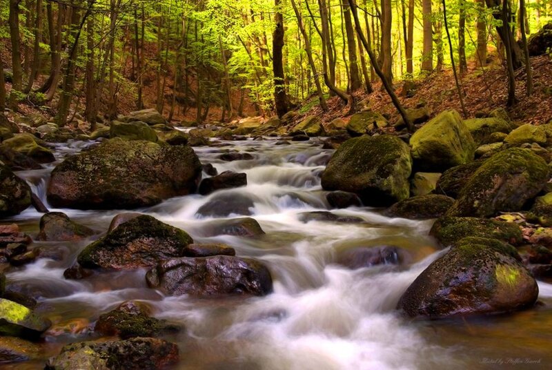Stream in Forest — Green, Serene, Spring, Photograph, Rocks, Trees