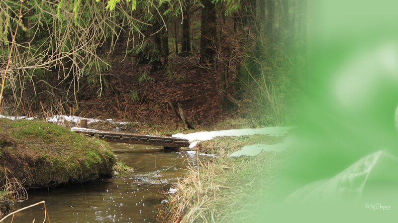 Stream in Forest — Green, Serene, Spring, Photograph, Snow