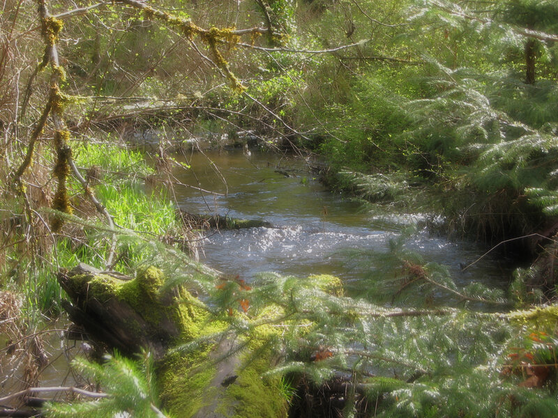 Stream in Forest — Green, Serene, Spring, Photograph
