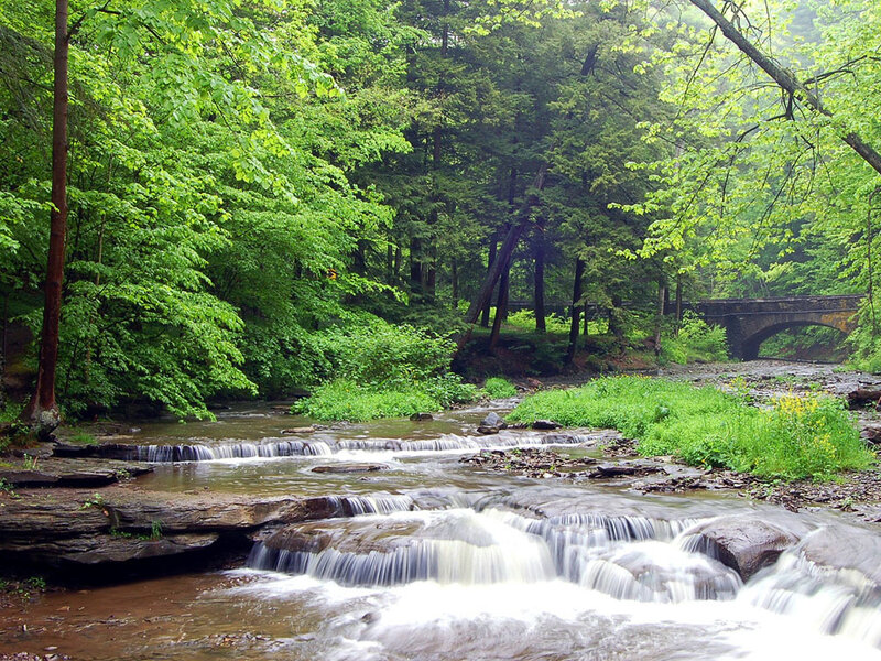 Stream in Forest — Green, Serene, Spring, Photograph, Trees, Bridge, River, Brown