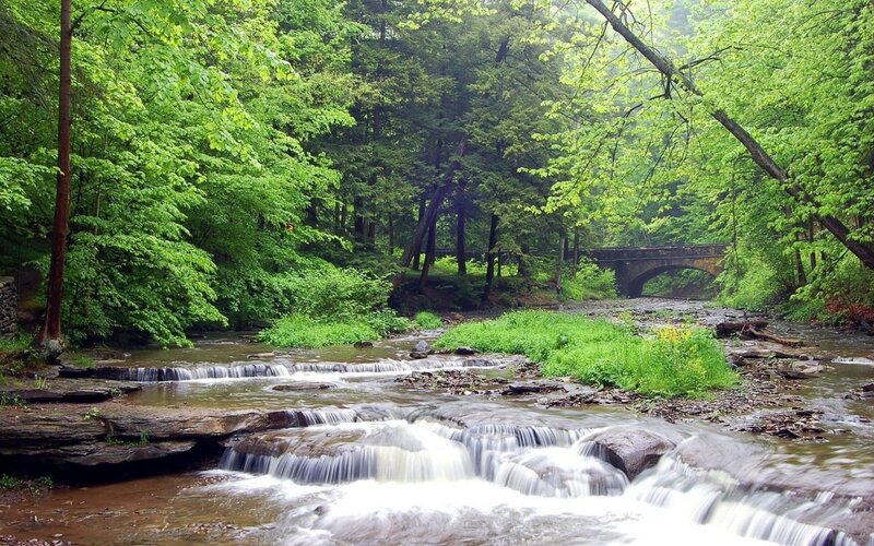 Stream in Forest — Green, Serene, Spring, Photograph, Trees, Bridge