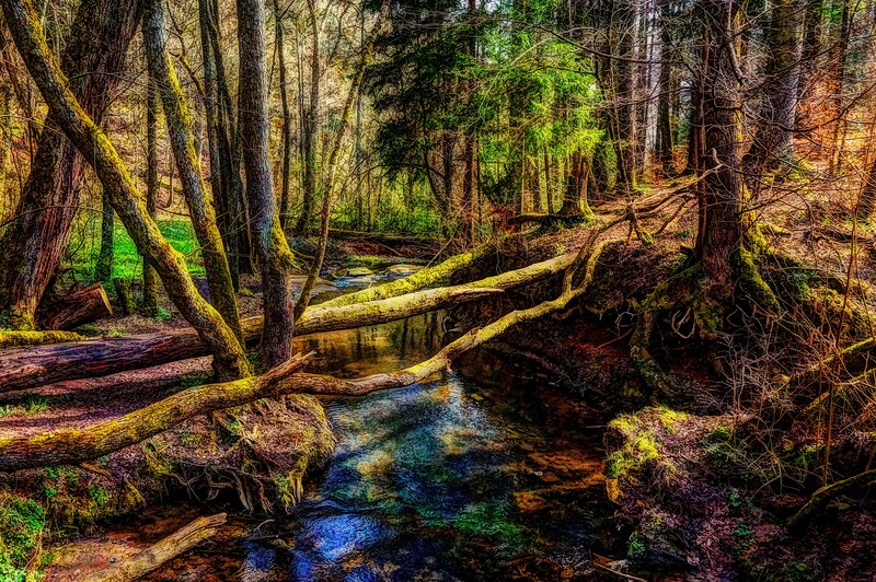 Stream in Forest — Green, Serene, Spring, Photograph, Trees, Fallen Log, Moss