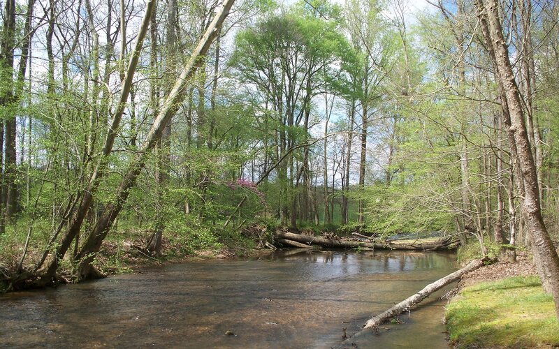 Stream in Forest — Green, Serene, Spring, Photograph, Trees, Fallen Log