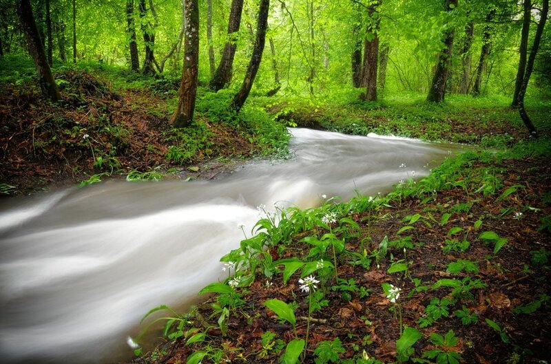 Stream in Forest — Green, Serene, Spring, Photograph, Trees, Flowers, River