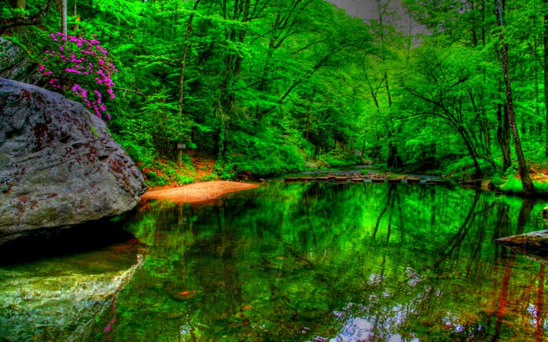 Stream in Forest — Green, Serene, Spring, Photograph, Trees, Flowers