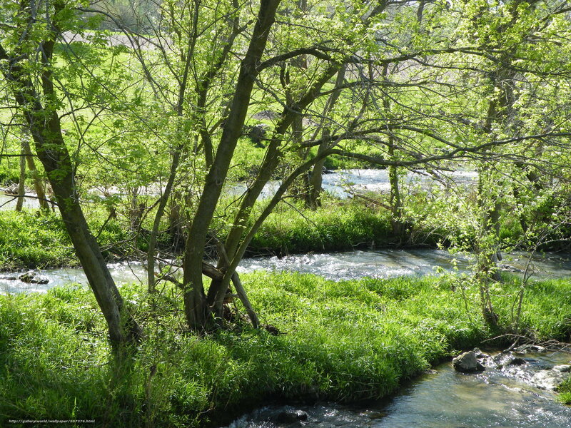 Stream in Forest — Green, Serene, Spring, Photograph, Trees, Grass
