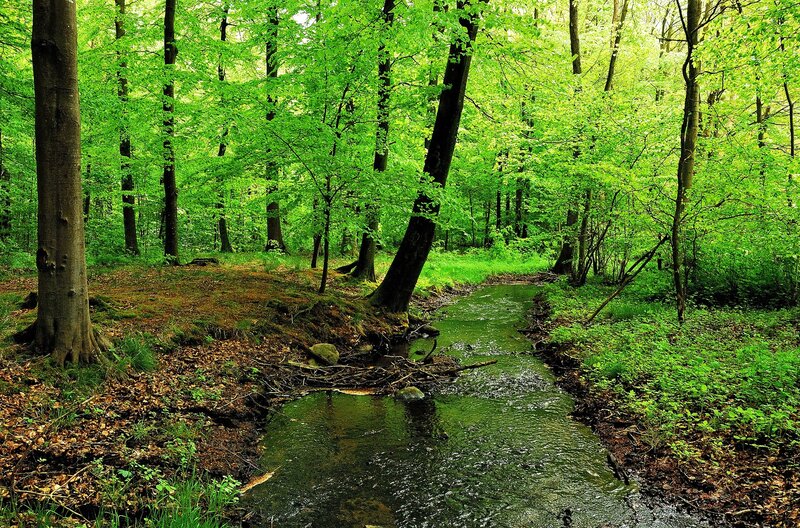 Stream in Forest — Green, Serene, Spring, Photograph, Trees, Leaves
