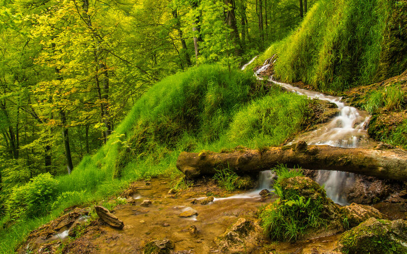 Stream in Forest — Green, Serene, Spring, Photograph, Trees, Log