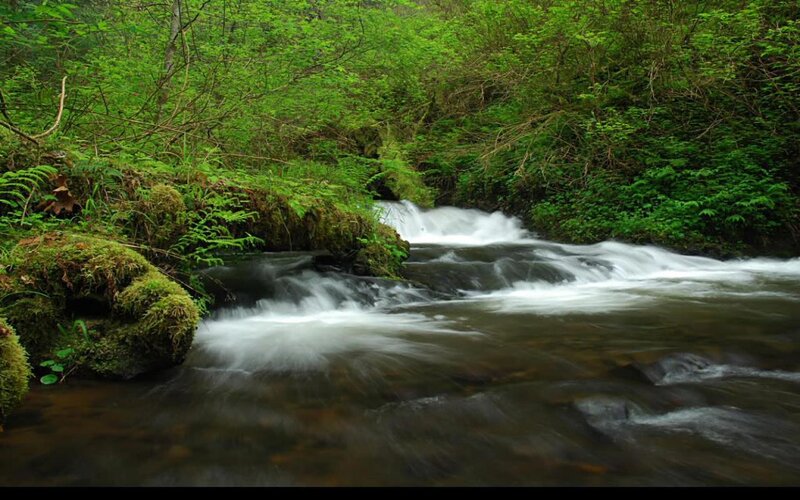Stream in Forest — Green, Serene, Spring, Photograph, Trees, Moss