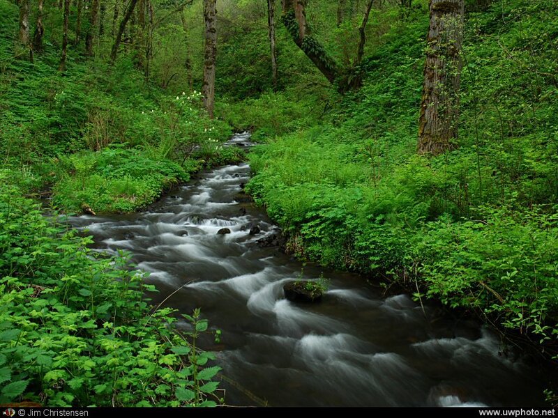 Stream in Forest — Green, Serene, Spring, Photograph, Trees, Plants