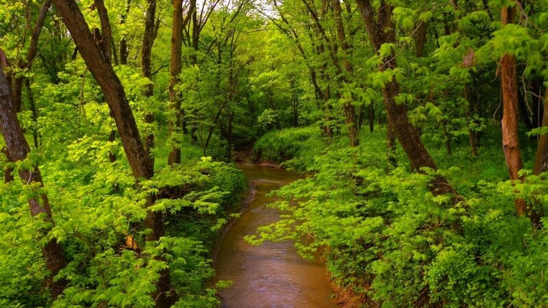 Stream in Forest — Green, Serene, Spring, Photograph, Trees, River, Leaves