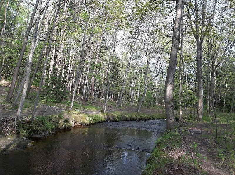 Stream in Forest — Green, Serene, Spring, Photograph, Trees, River