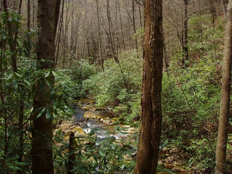 Stream in Forest — Green, Serene, Spring, Photograph, Trees, Rocks, Bushes