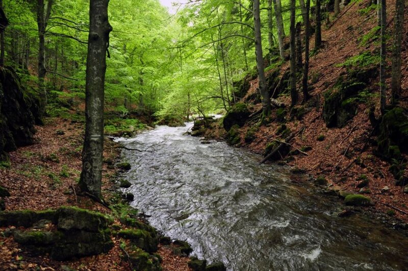 Stream in Forest — Green, Serene, Spring, Photograph, Trees, Rocks, Leaves