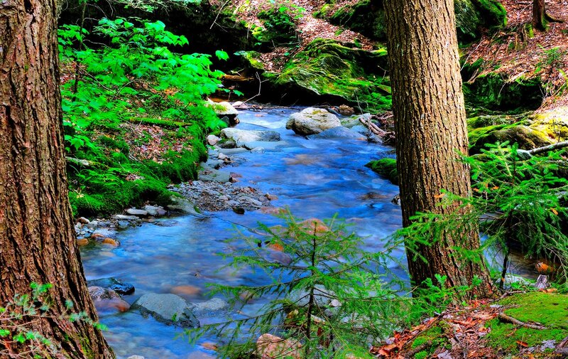 Stream in Forest — Green, Serene, Spring, Photograph, Trees, Rocks, Moss