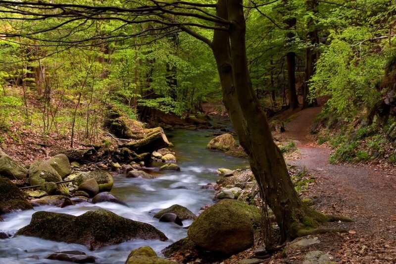 Stream in Forest — Green, Serene, Spring, Photograph, Trees, Rocks, Path