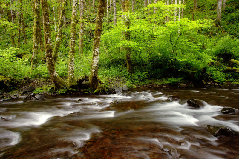 Stream in Forest — Green, Serene, Spring, Photograph, Trees, Rocks, River, Brown