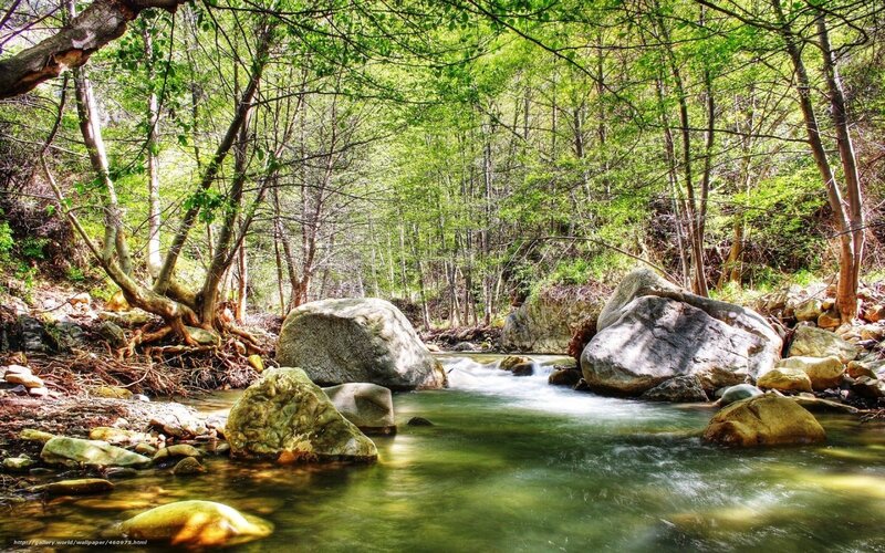 Stream in Forest — Green, Serene, Spring, Photograph, Trees, Rocks, River