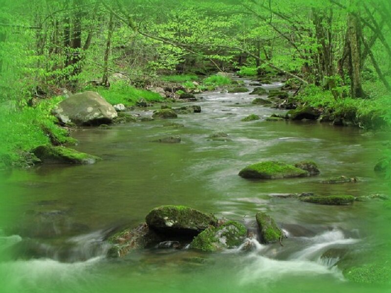 Stream in Forest — Green, Serene, Spring, Photograph, Trees, Rocks