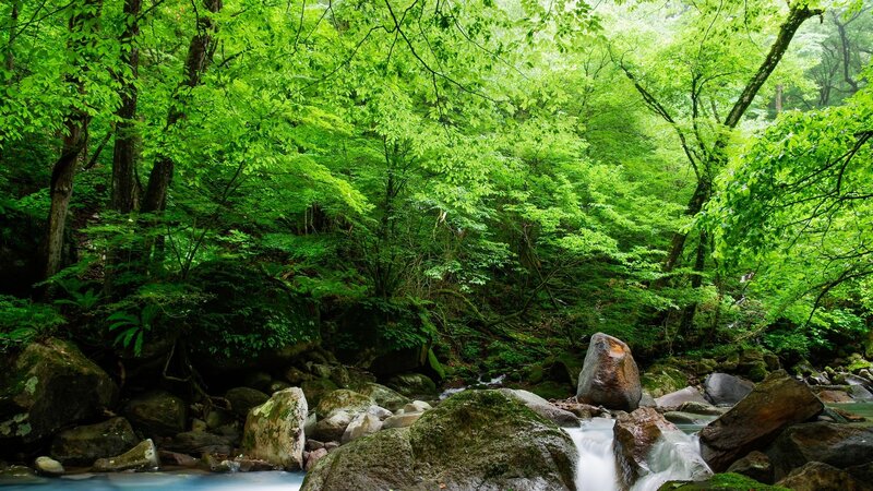 Stream in Forest — Green, Serene, Spring, Photograph, Trees, Rocks, Water