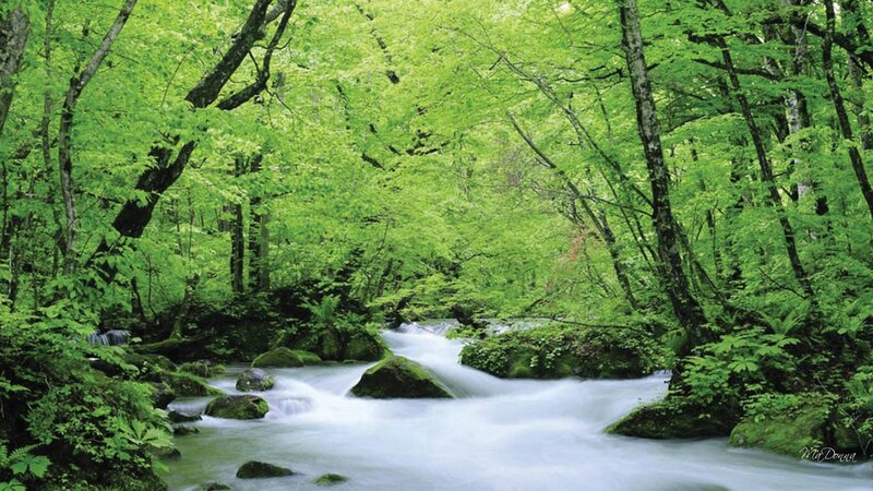 Stream in Forest — Green, Serene, Spring, Photograph, Trees, Rocks, Waterfall
