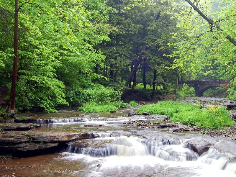Stream in Forest — Green, Serene, Spring, Photograph, Trees