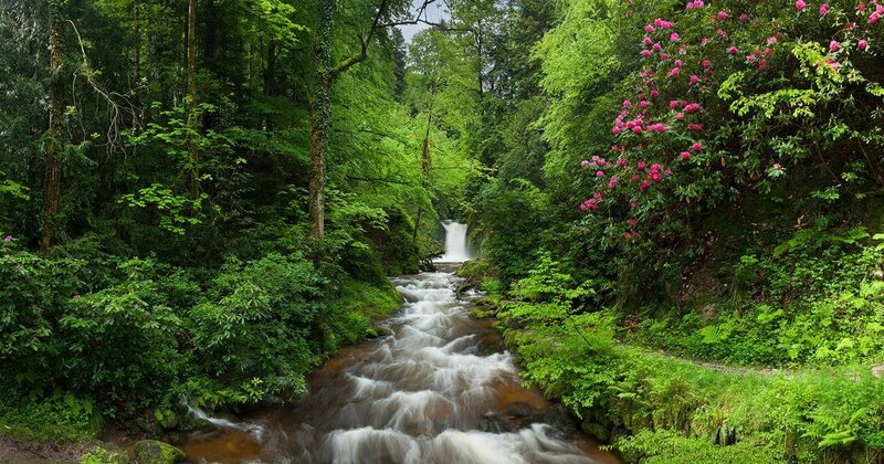 Stream in Forest — Green, Serene, Spring, Photograph, Waterfall