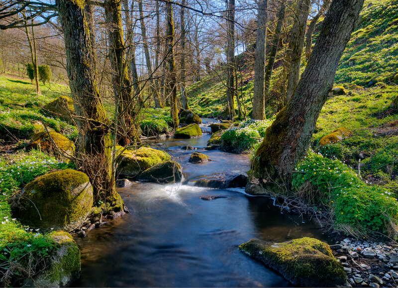 Stream in Forest — Green, Serene, Spring