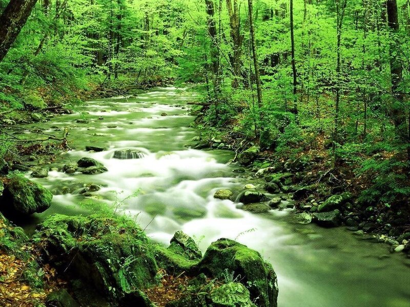 Stream in Forest — Green, Serene, Summer, Photograph, River