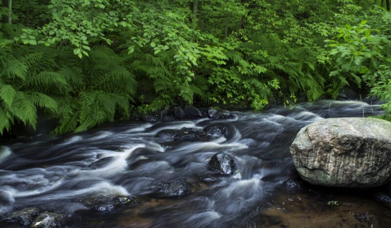 Stream in Forest — Green, Serene, Summer, Photograph, Rocks, Ferns