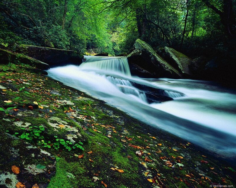 Stream in Forest — Green, Serene, Summer, Photograph, Rocks, Moss, Trees