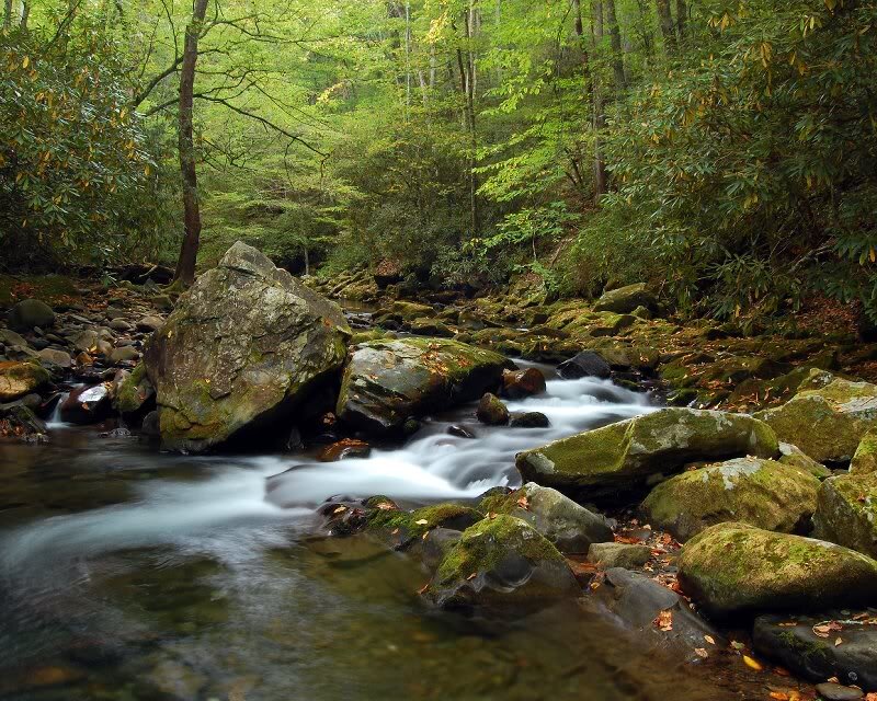 Stream in Forest — Green, Serene, Summer, Photograph, Rocks