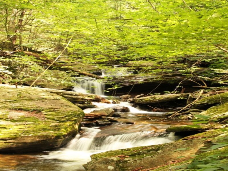 Stream in Forest — Green, Serene, Summer, Photograph, Rocks, Trees