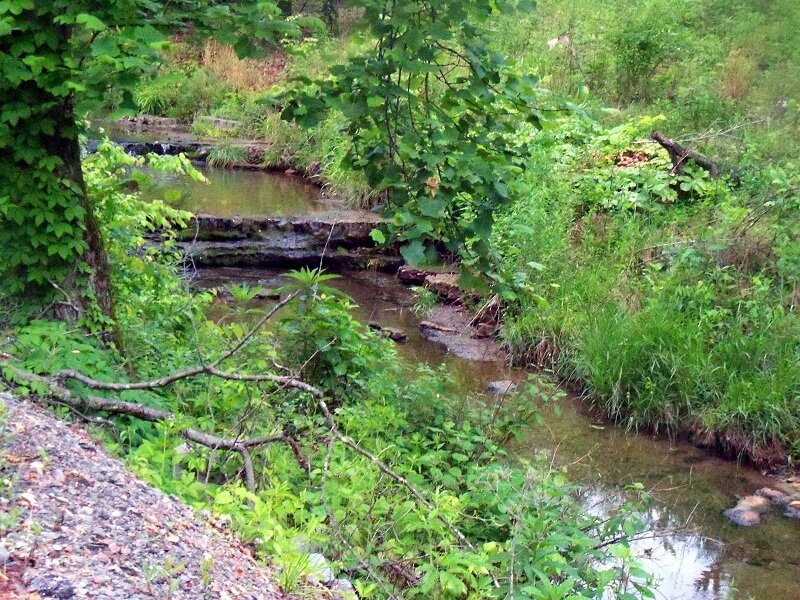 Stream in Forest — Green, Serene, Summer, Photograph