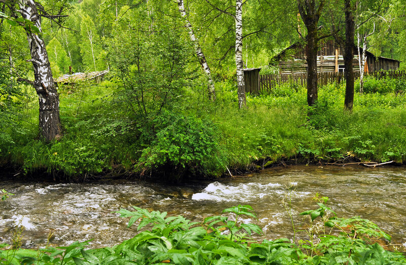 Stream in Forest — Green, Serene, Summer, Photograph, Trees, Cabin