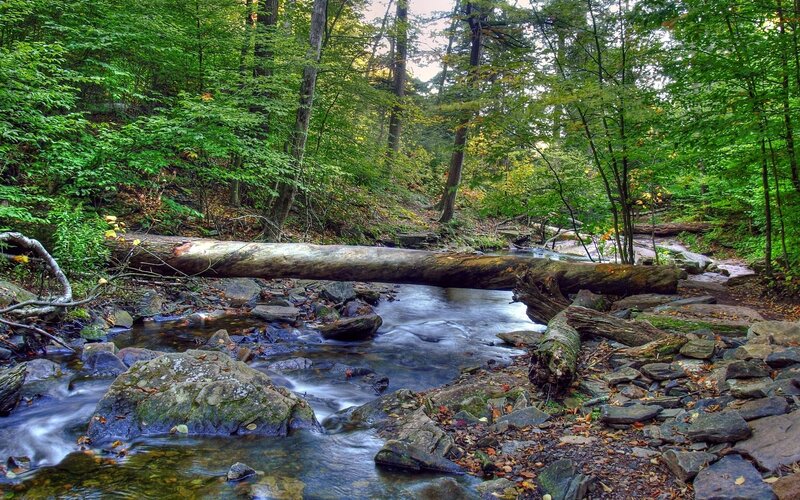 Stream in Forest — Green, Serene, Summer, Photograph, Trees, Log